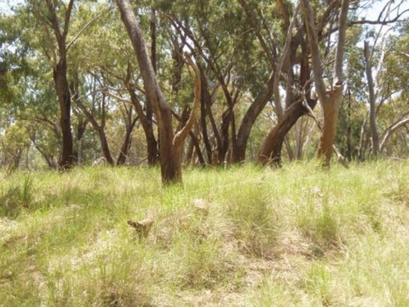 Charleville QLD 4470