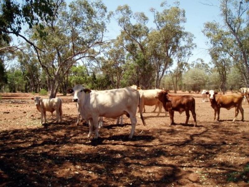 Charleville QLD 4470