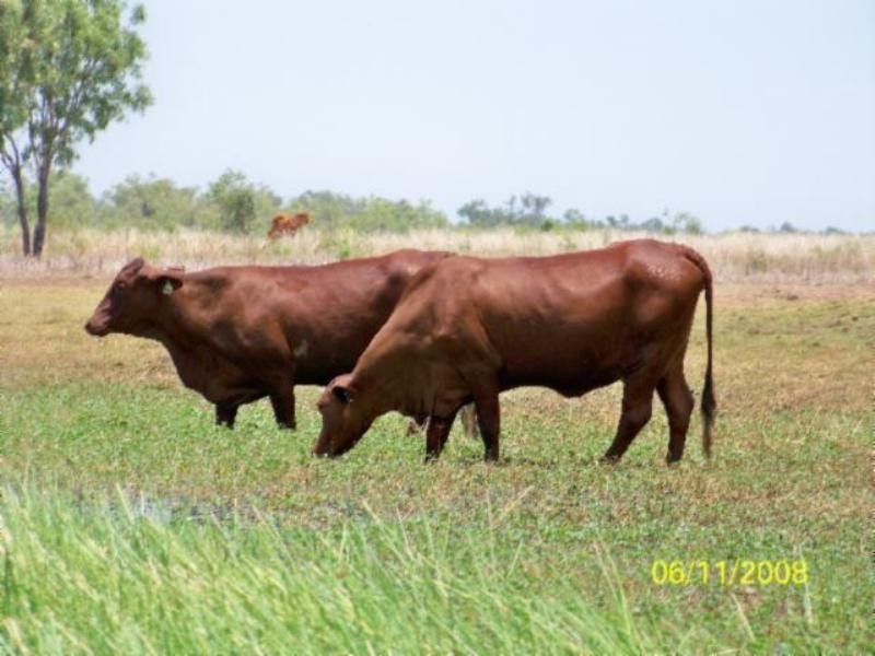 Mount Surprise QLD 4871