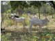 Georgetown QLD 4871