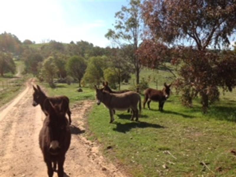 135 Clarkson Road, Bullsbrook WA 6084