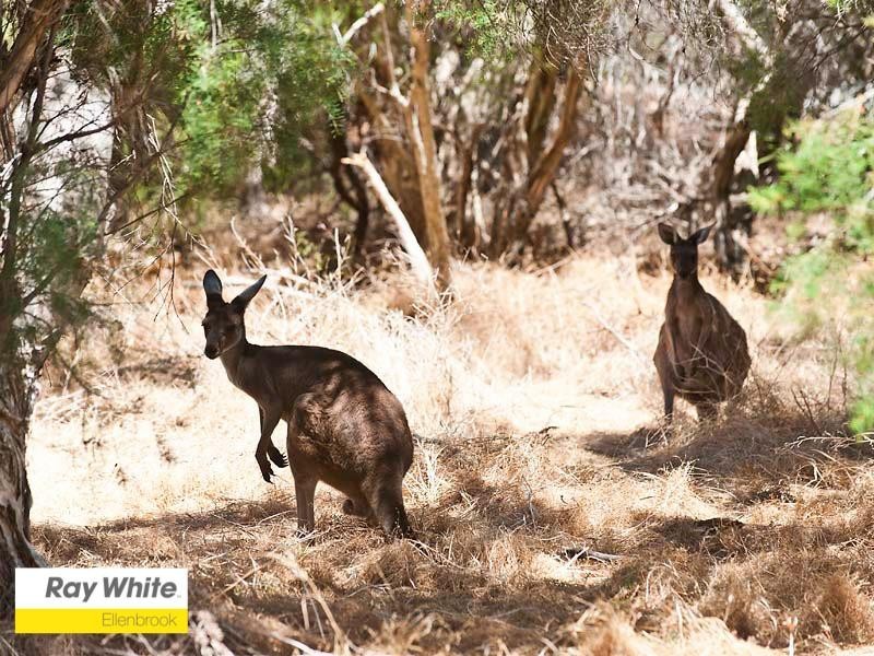 273 Vines Avenue, The Vines WA 6069