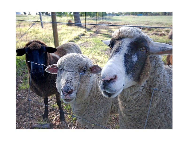 102 Ayrshire Loop, Lower Chittering WA 6084