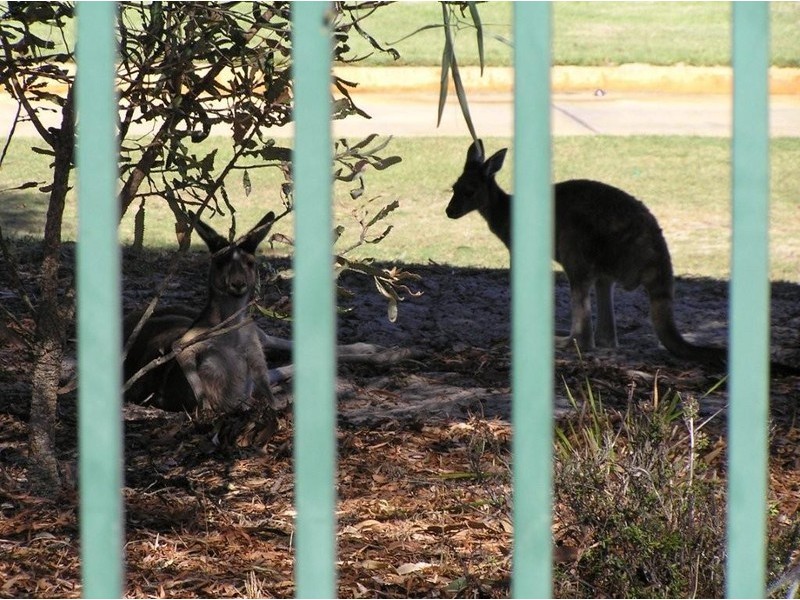 8 Kildare Lane, The Vines WA 6069