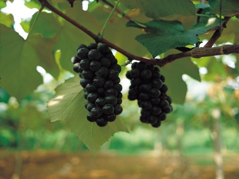 Lot 60 Millhouse Road, Belhus WA 6069