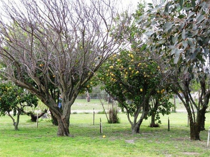 12 Bagley Street, Muchea WA 6501