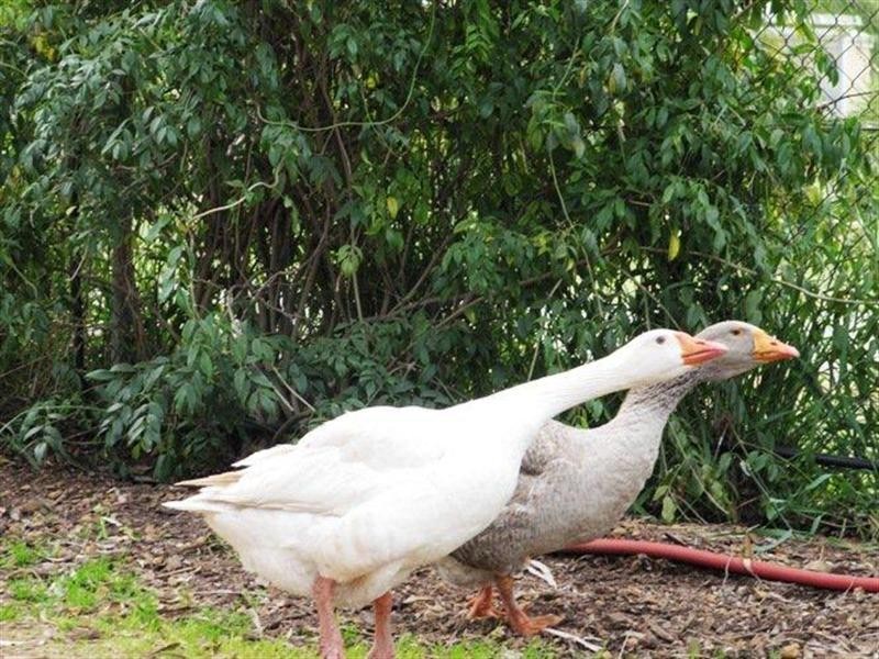 12 Bagley Street, Muchea WA 6501