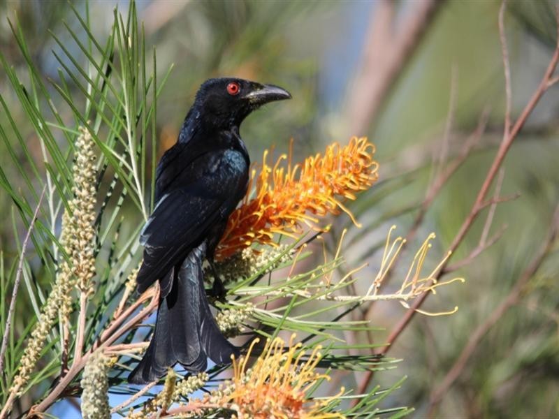 1067 Birthamba Road, Gin Gin QLD 4671