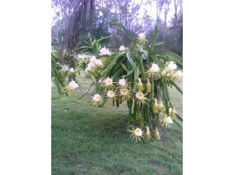 690 Gin Gin – Mt Perry Road, Gin Gin QLD 4671