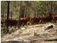Mount Perry QLD 4671