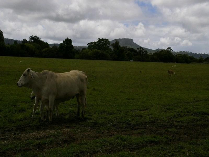 Yandina QLD 4561