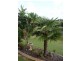 17 Ingle Court, Bli Bli QLD 4560