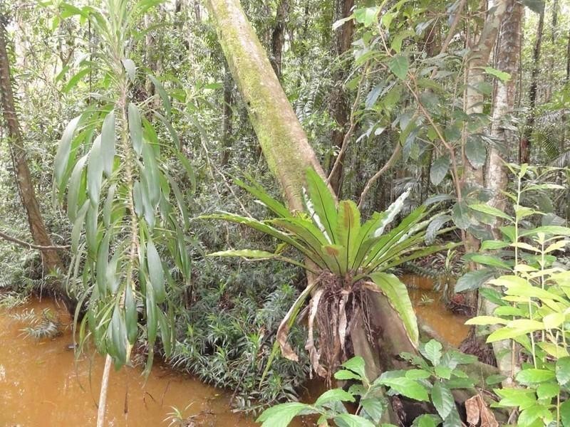 Kiels Mountain QLD 4559