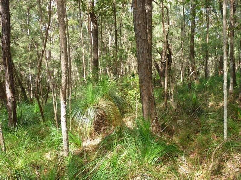 5 Cygnus Place, Bli Bli QLD 4560