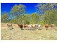 Lot 22 Boongary Road, Gracemere QLD 4702
