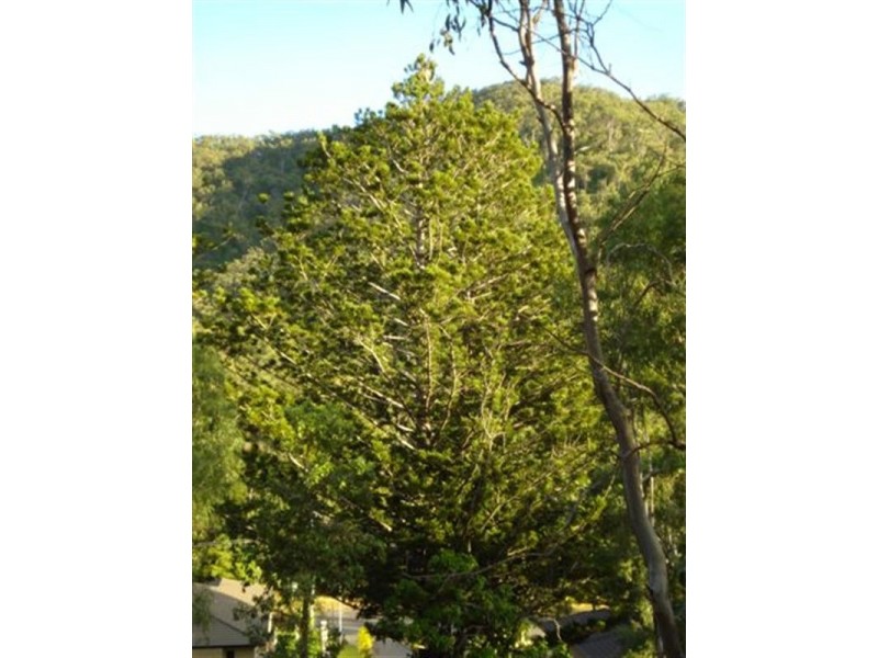 Lot 7 Rainbow Court, Frenchville QLD 4701