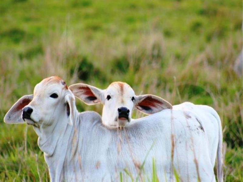 92 Dunn Road, Sarina QLD 4737