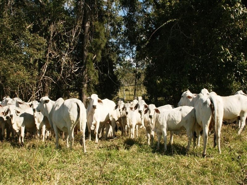 92 Dunn Road, Sarina QLD 4737