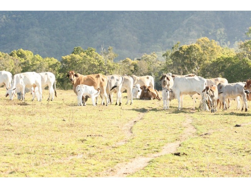 Koumala QLD 4738