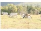 Koumala QLD 4738