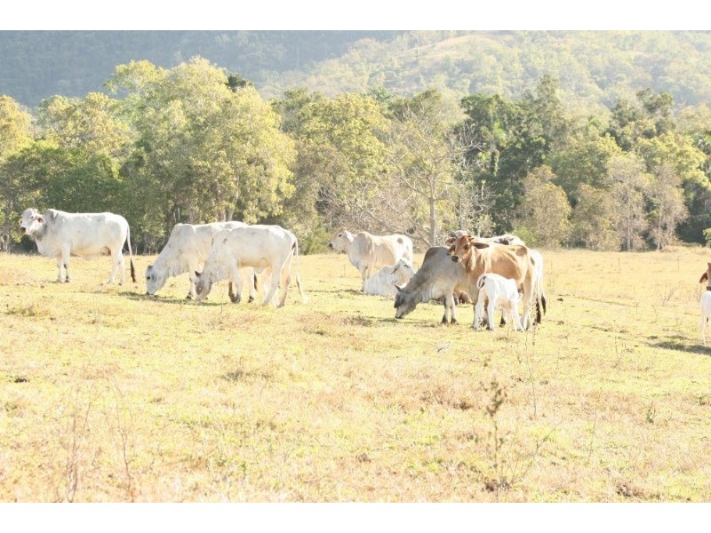 Koumala QLD 4738