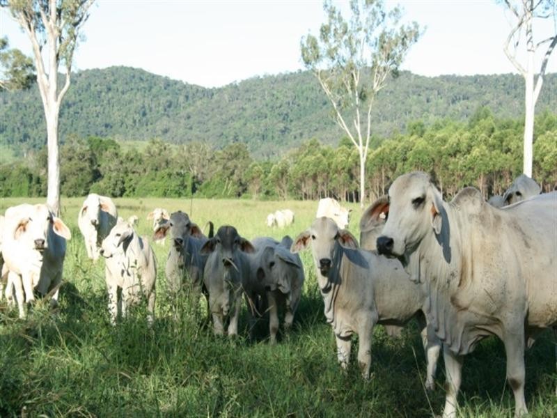 MS1280 Sarina Range, Sarina Range QLD 4737