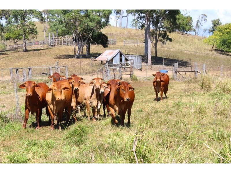 687 Grasstree Road, Sarina QLD 4737