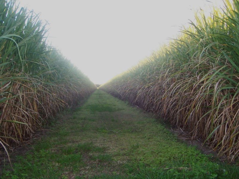 483 Dawlish Road, Sarina QLD 4737