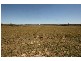 Ilbilbie QLD 4738