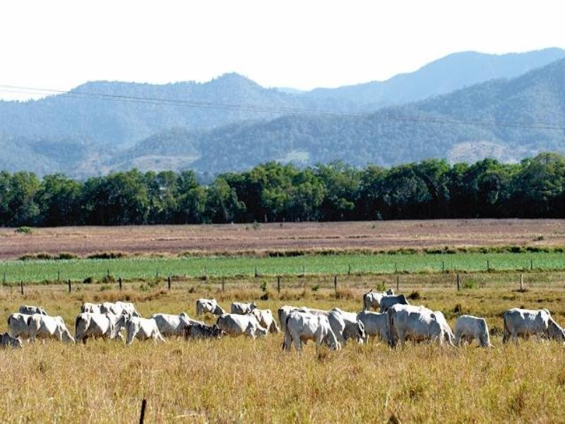 0 Burnell Street, Alligator Creek QLD 4740