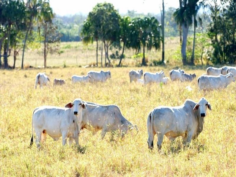 0 Burnell Street, Alligator Creek QLD 4740