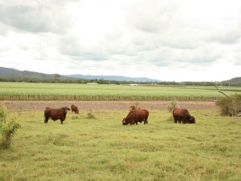 75 Cone Creek Road, Koumala QLD 4738
