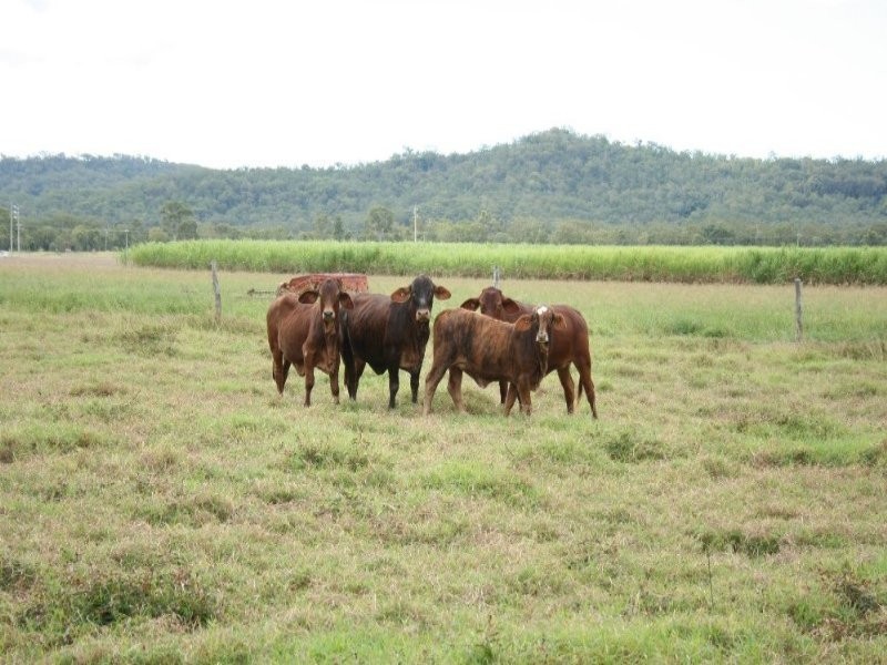 75 Cone Creek Road, Koumala QLD 4738