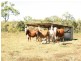 244 Marion Settlement Road, Ilbilbie QLD 4738