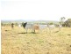244 Marion Settlement Road, Ilbilbie QLD 4738