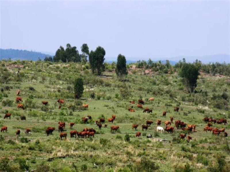 0 Willows Rutland Road, Emerald QLD 4720