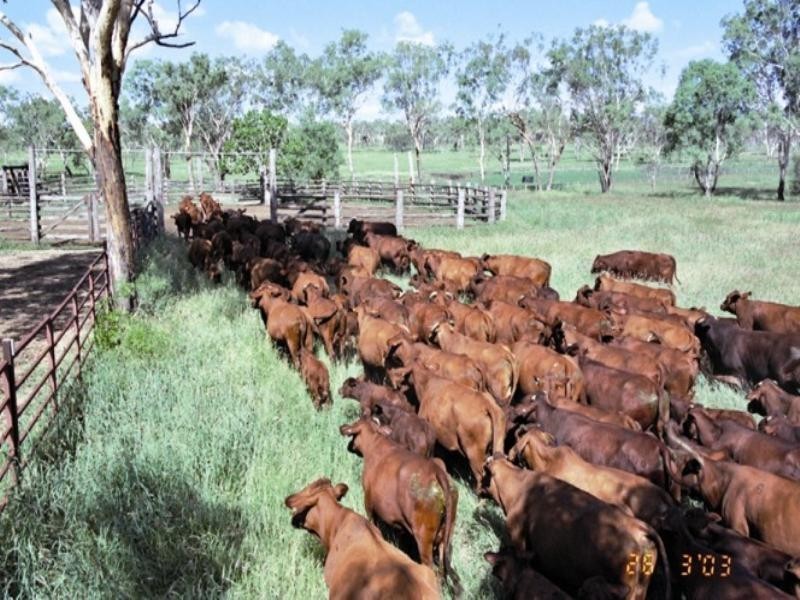 90365 Bruce Highway, Sarina QLD 4737