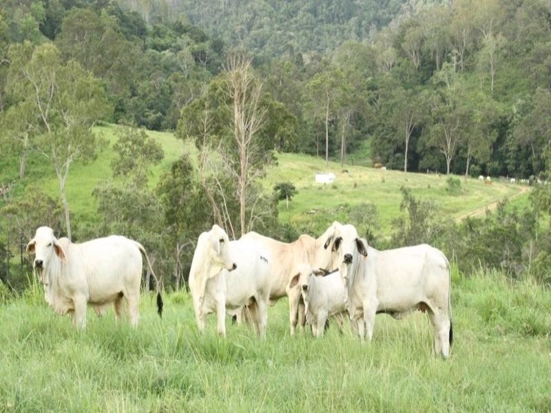 673 Middle Creek Road, Mackay QLD 4740