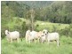 673 Middle Creek Road, Sarina QLD 4737