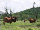 Clermont QLD 4721