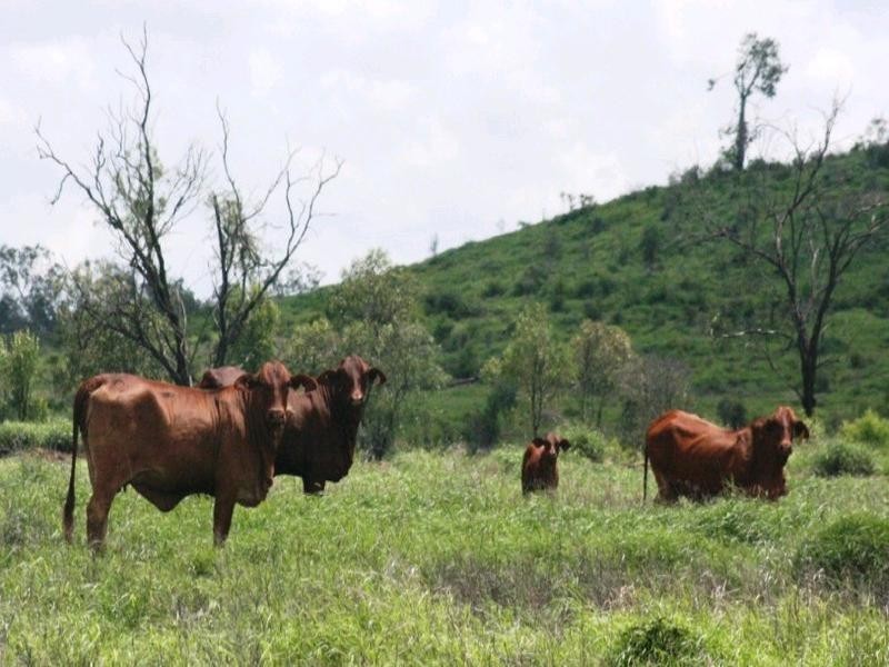 Clermont QLD 4721