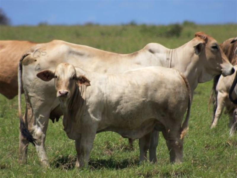 15 Duckabrook Road, Springsure QLD 4722