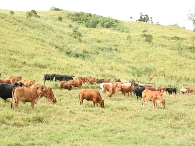 235 Mohrs Road, Sarina QLD 4737