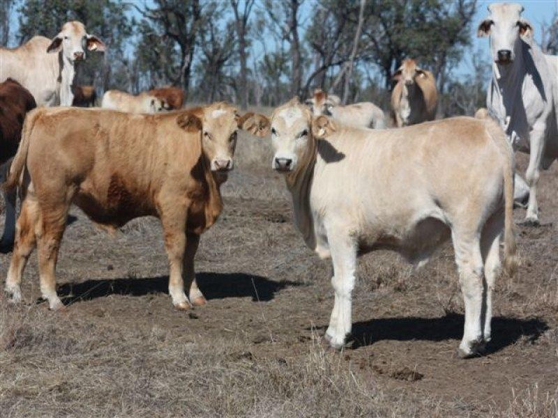 90 Montrose Road, Capella QLD 4723