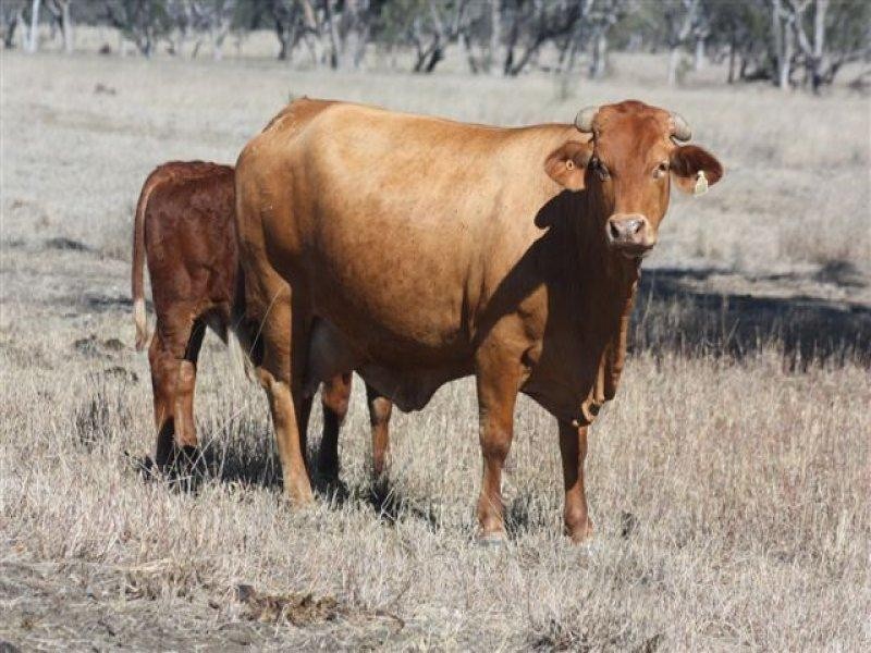 90 Montrose Road, Capella QLD 4723