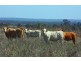 12 Capricorn Highway, Emerald QLD 4720