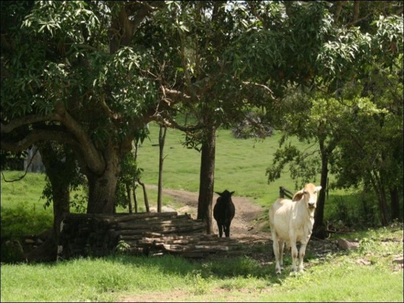 467 Middle Creek Road, Sarina QLD 4737