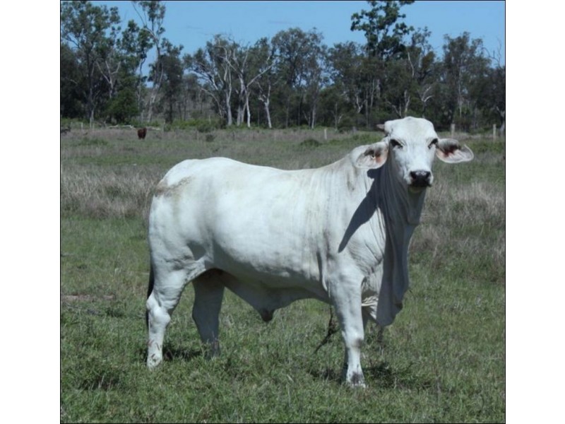 0 Bogantungan-Lochington Road, Springsure QLD 4722