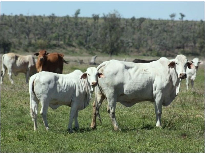 0 Bogantungan-Lochington Road, Springsure QLD 4722