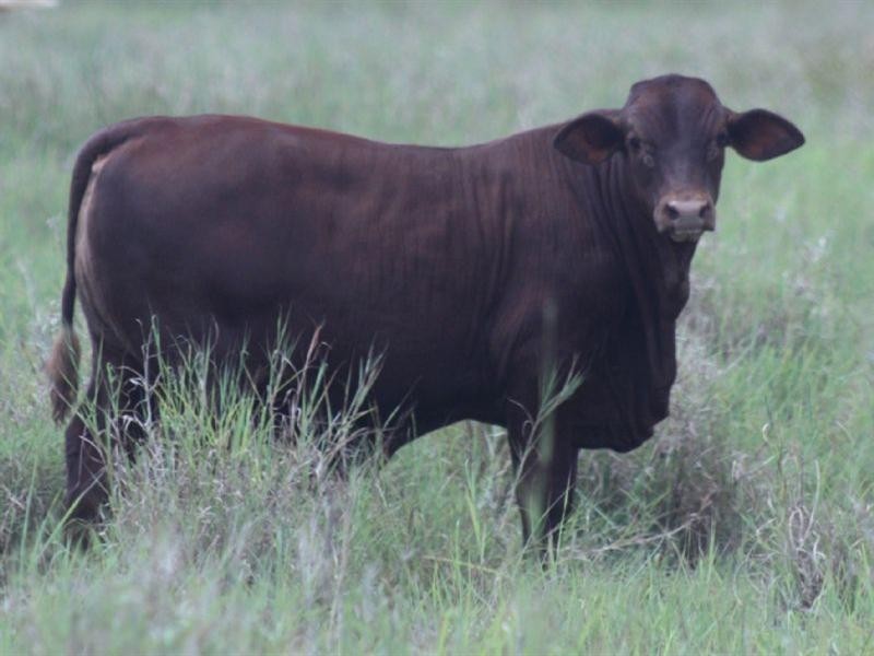 20 Gap Road, Springsure QLD 4722